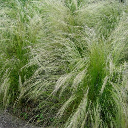 Ковыль тончайший Пони Тайлс / Stipa tenuifolia "Pony Tails"