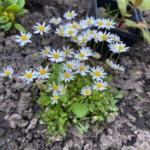 Эригерон маргаритколистный / Erigeron bellidifolia