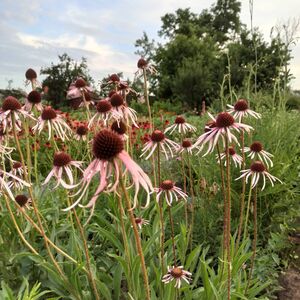 Эхинацея бледная / Echinacea pallida