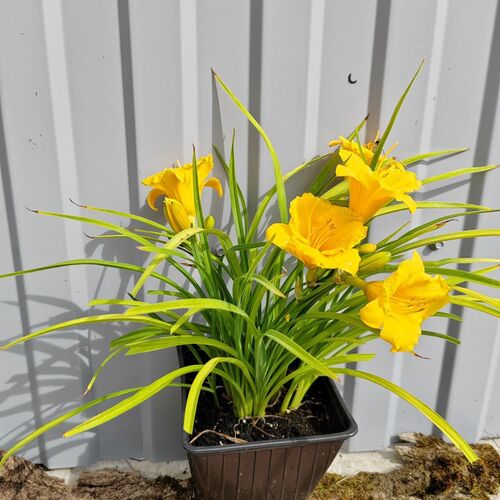 Лилейник Стелла де Оро / Hemerocallis "Stella de Oro" Р9