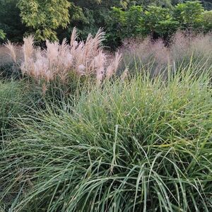 Мискантус китайский Литтл Зебра / Miscanthus sinensis "Little Zebra" Р9