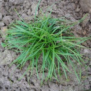 Осока сизая / Carex glauca Р9