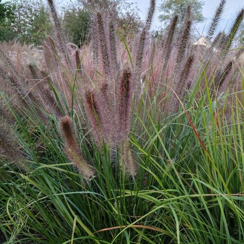 Пеннисетум лисохвостный Моудри / Pennisetum alopecuroides "Moudry" Р9