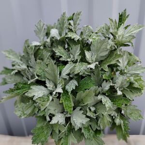 Полынь Пурша / Artemisia purshiana Р9