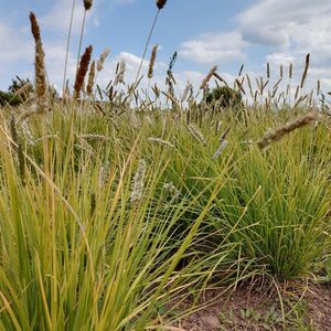 Сеслерия белая (подвид серебристая) / Sesleria alba subsp. argentea Р9