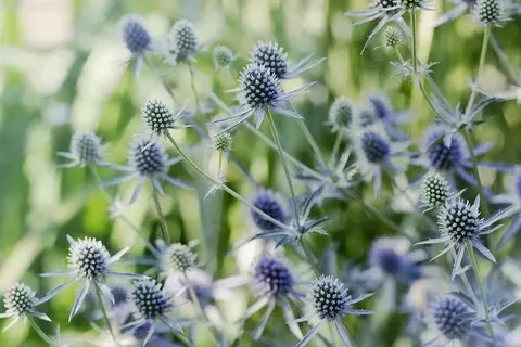Синеголовник аметистовый / Eryngium amethystinum Р9