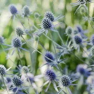 Синеголовник аметистовый / Eryngium amethystinum Р9