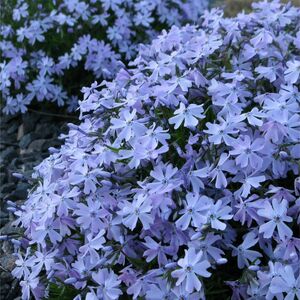 Флокс шиловидный голубой / Phlox subulata