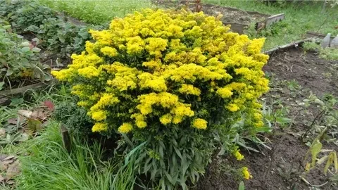 Солидаго гибридный Бэби Голд / Solidago hybrida "Baby gold" Р9