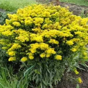 Солидаго гибридный Бэби Голд / Solidago hybrida "Baby gold" Р9