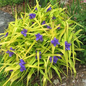 Традесканция садовая Свит Кейт / Tradescantia "Sweet Kate"