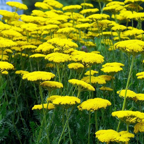 Тысячелистник таволговый Коронэйшен Голд / Achillea filipendulina "Coronation Gold" Р9