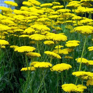 Тысячелистник таволговый Коронэйшен Голд / Achillea filipendulina "Coronation Gold" Р9