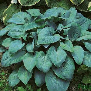 Хоста гибридная Фрэгрант Блю / Hosta hybridum "Fragrant Blue" С1