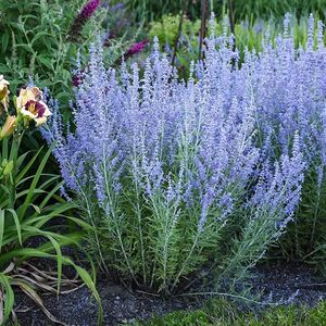 Перовския Литл Спайре / Perovskia atriplicifolia "Little Spire"