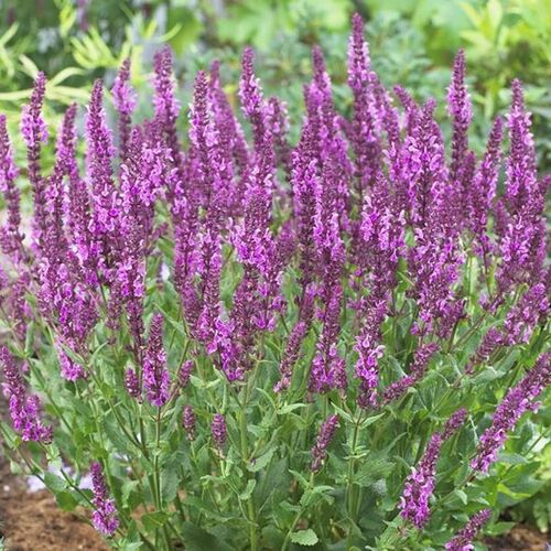 Шалфей дубравный розовый / Salvia nemorosa pink Р9