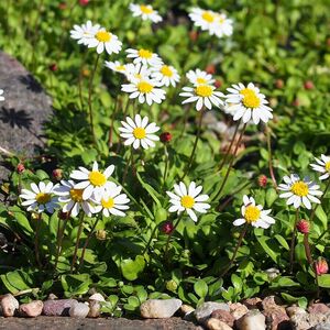 Эригерон маргаритколистный / Erigeron bellidifolia Р9