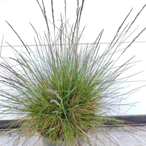 Овсяница Санрайз / Festuca glauca "Sunrise" Р9