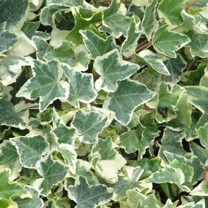 Плющ обыкновенный "Вариегата" /Hedera helix "Variegata" Р9
