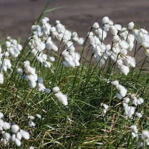 Пушица узколистная / Eriophorum angustifolium Р9