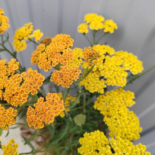 Тысячелистник обыкновенный Терракотта / Achillea millefolium "Terracotta" Р9