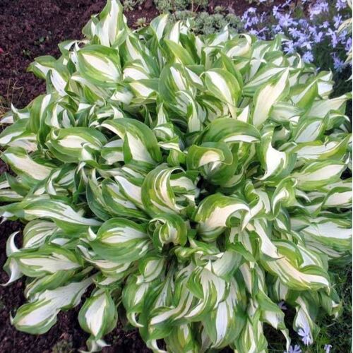 Хоста волнистая Медиовариегата / Hosta undulata "Mediovariegata" С1