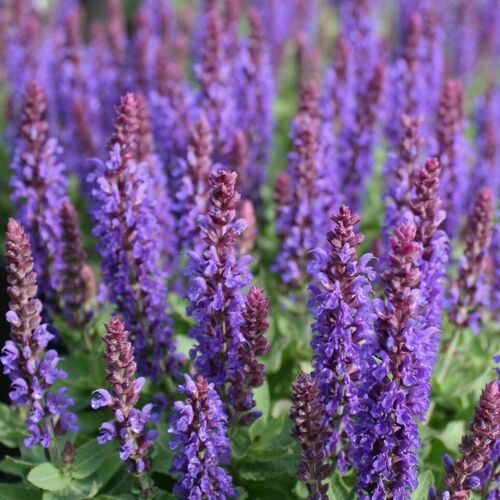 Шалфей дубравный Сенсейшен Дип Блю Импрувед / Salvia nemorosa "Sensation Deep Blue Improved" Р9