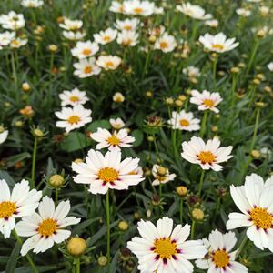 Кореопсис крупноцветковый Стар Клустер / Coreopsis grandiflora "Star Cluster"