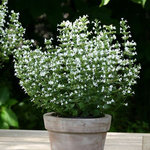 Душевник котовниковый Вайт Клауд Стрейн / Calamintha nepeta "White Cloud Strain"