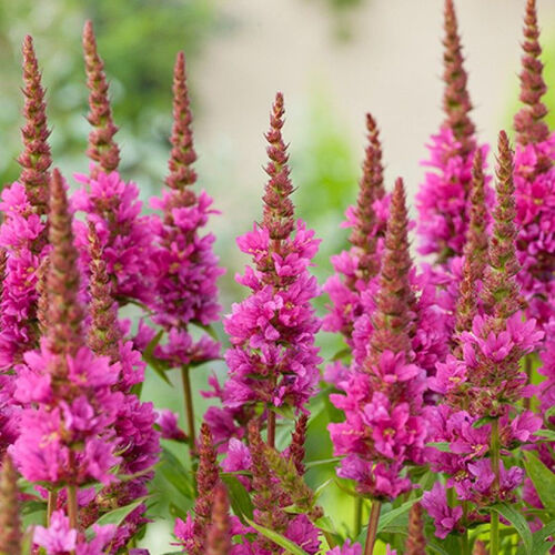 Дербенник иволистный Роберт / Lythrum salicaria "Robert"