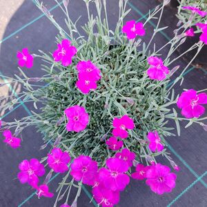 Гвоздика альпийская фуксия / Dianthus alpinus fuchsia