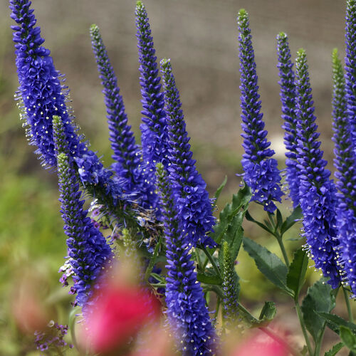 Вероника колосковая Анниверсари Блю / Veronica spicata "Anniversary Blue"