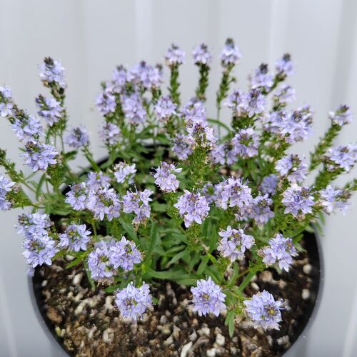 Вероника простёртая Нестор / Veronica prostrata "Nestor" С2