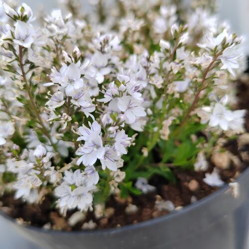 Вероника простёртая белая / Veronica prostrata Alba С2