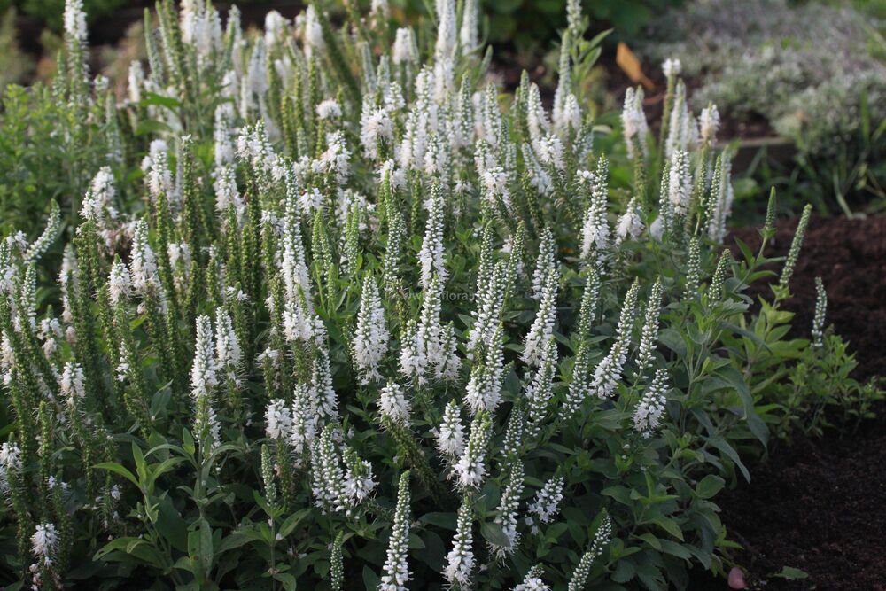 Veronica longifolia Speedwell растение