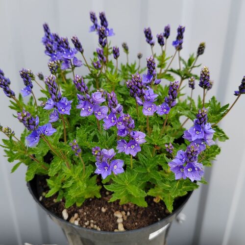 Вероника простёртая синяя / Veronica prostrata С2