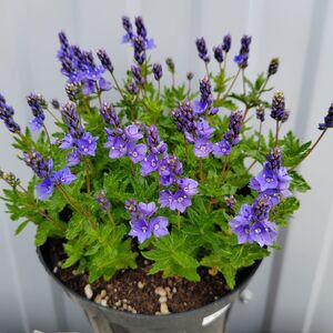 Вероника простёртая синяя / Veronica prostrata С2
