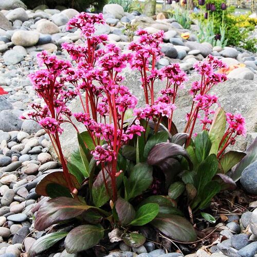 Бадан Драгонфлай Сакура / Bergenia "Dragonfly Sakura"