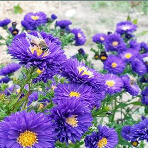 Астра новобельгийская Сиа Бенгале / Aster Symphyotrichum novi-belgii "Bengale"