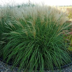 Мискантус Литтл Киттен / Miscanthus sinensis "Little Kitten"