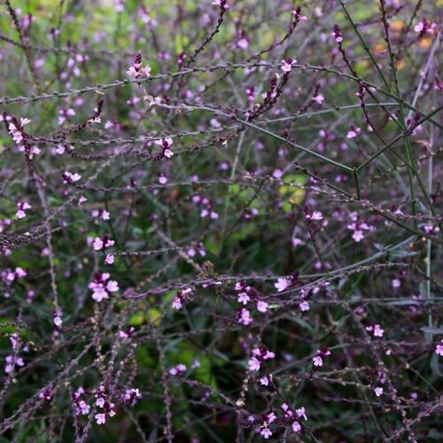 Вербена лекарственная Бэмптон / Verbena officinalis "Bampton"