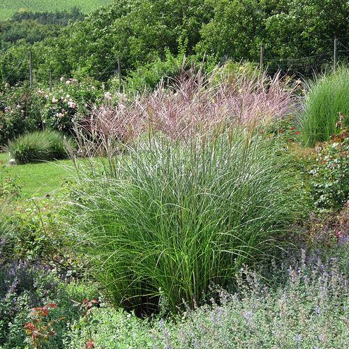 Мискантус Гразиелла / Miscanthus sinensis "Graziella"