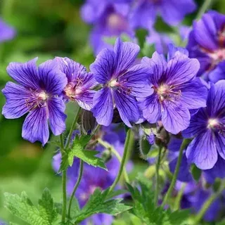 Герань гималайская Бэби Блю / Geranium himalayense "Baby Blue"