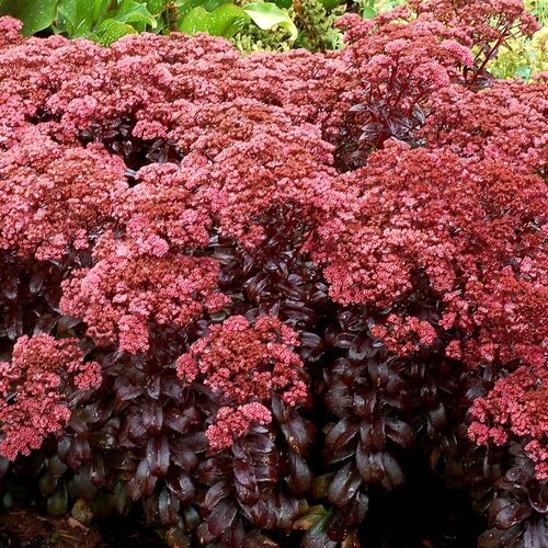 Седум (очиток) Тёмная Магия / Sedum hylotelephium "Dark Magic"