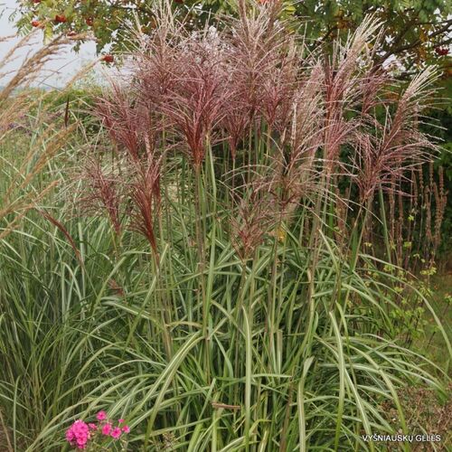 Мискантус китайский Малепартус / Miscanthus sinensis "Malepartus"