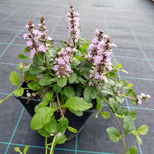 Живучка ползучая Розеа / Ajuga reptans "Rosea"