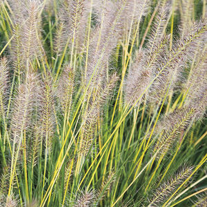 Пеннисетум лисохвостый Голд Стайер / Pennisetum alopecuroides "Goldstaer"