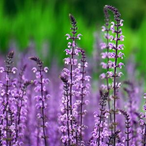 Шалфей дубравный Серенада / Salvia nemorosa "Serenade"