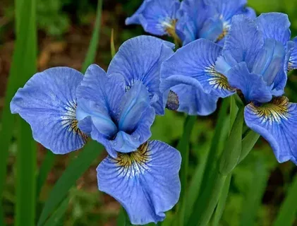 Ирис сибирский синий / Iris sibirica blue