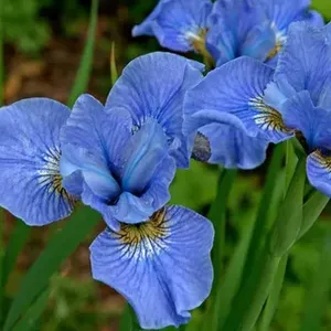 Ирис сибирский синий / Iris sibirica blue